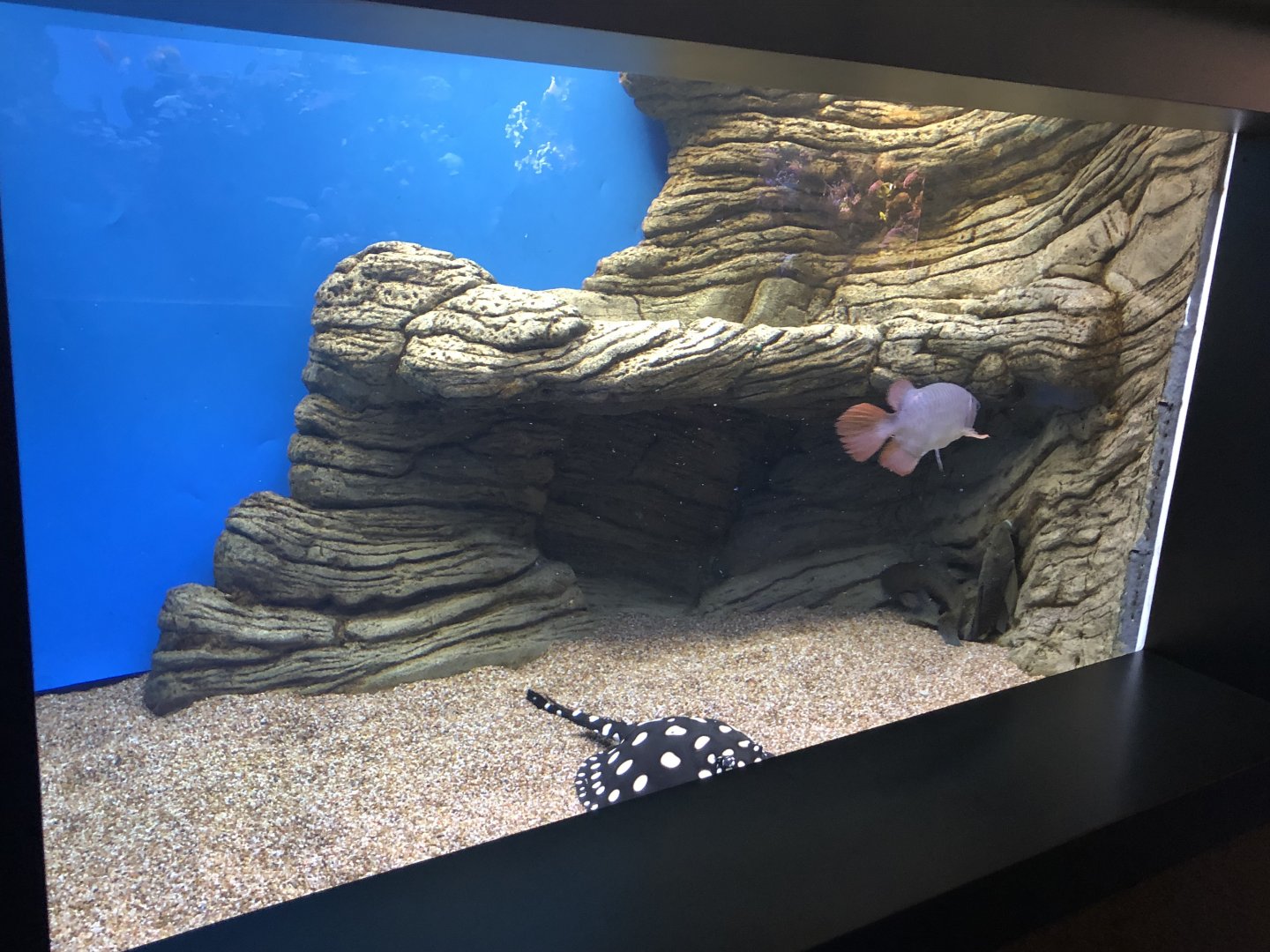 "Illegal Imports" Tank