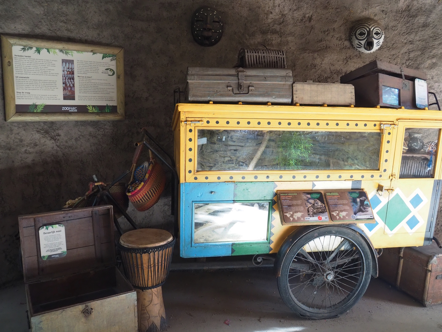 Illegal wildlife trade display with Egyptian tortoise and North African mastigure terrarium, 2022-10-09