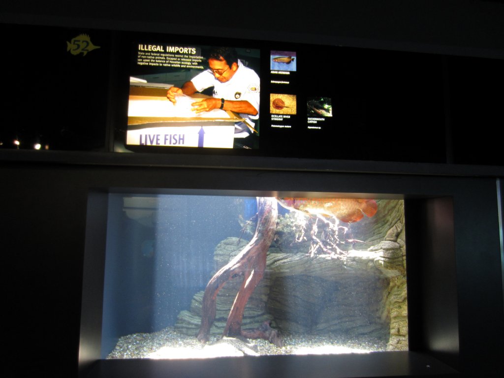 Illegally Imported Fish display