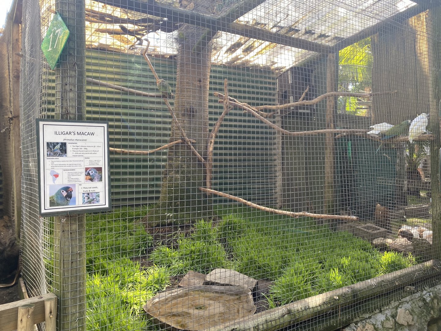 Illigar’s Macaw/Lesser Sulphur-Crested Cockatoo Exhibit