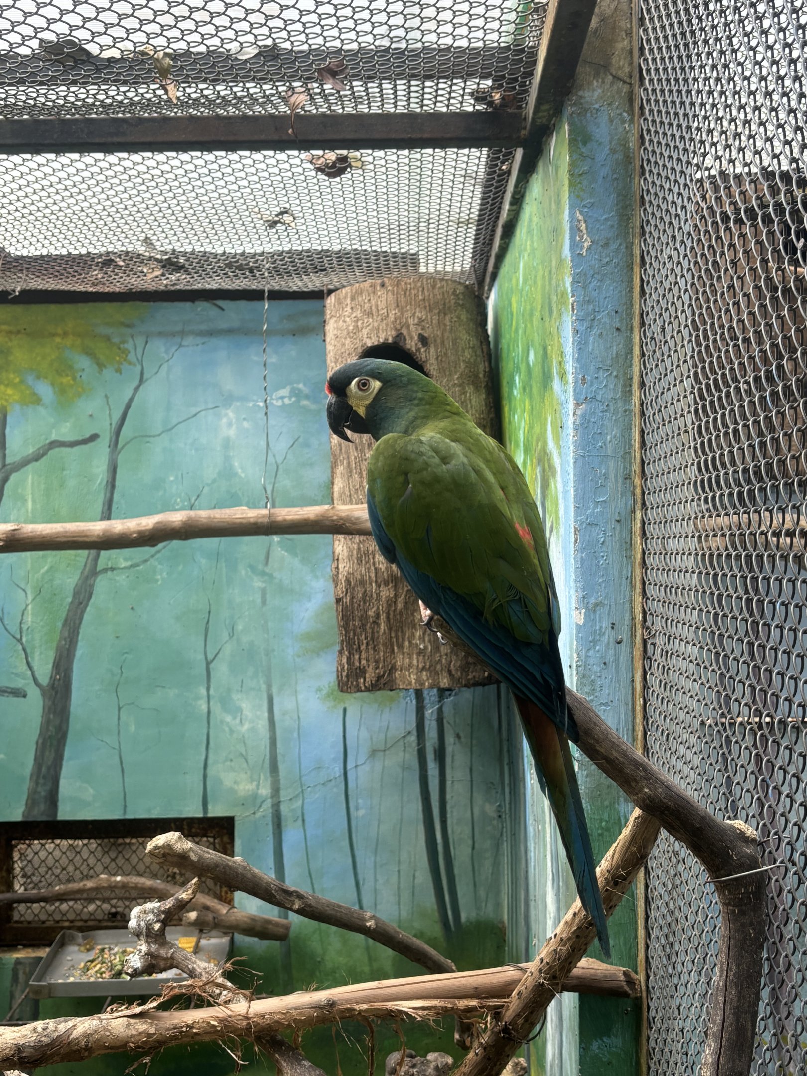 Illiger Macaw