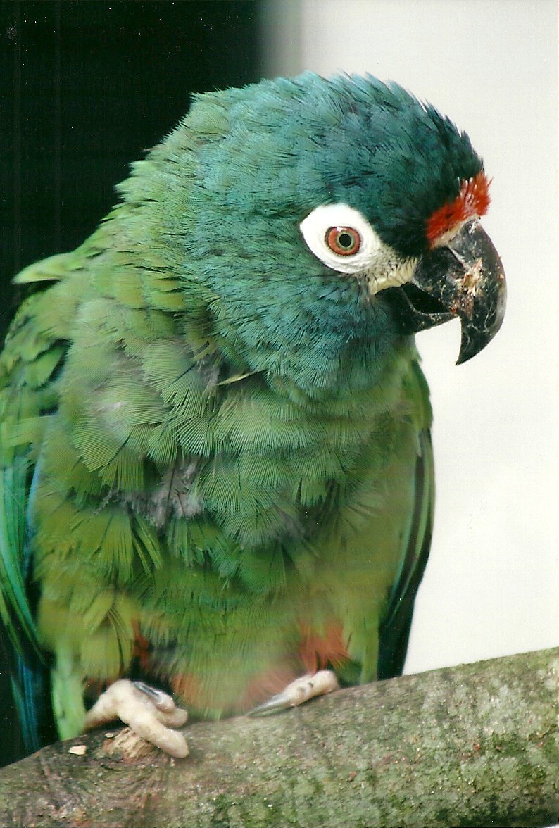 Illiger's Macaw, 26th September 2013
