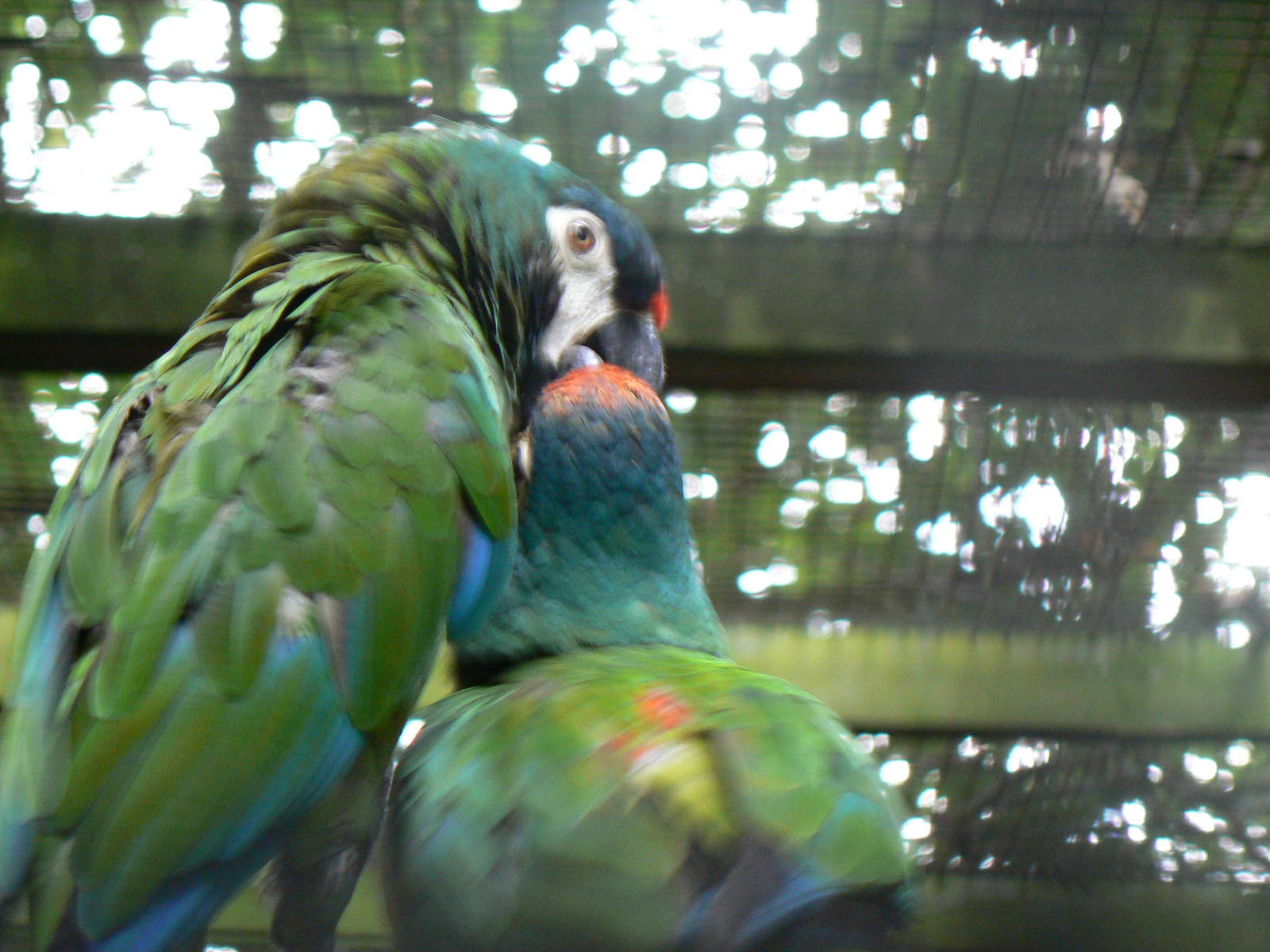 Illiger's Macaw Feeding Young Macaw
