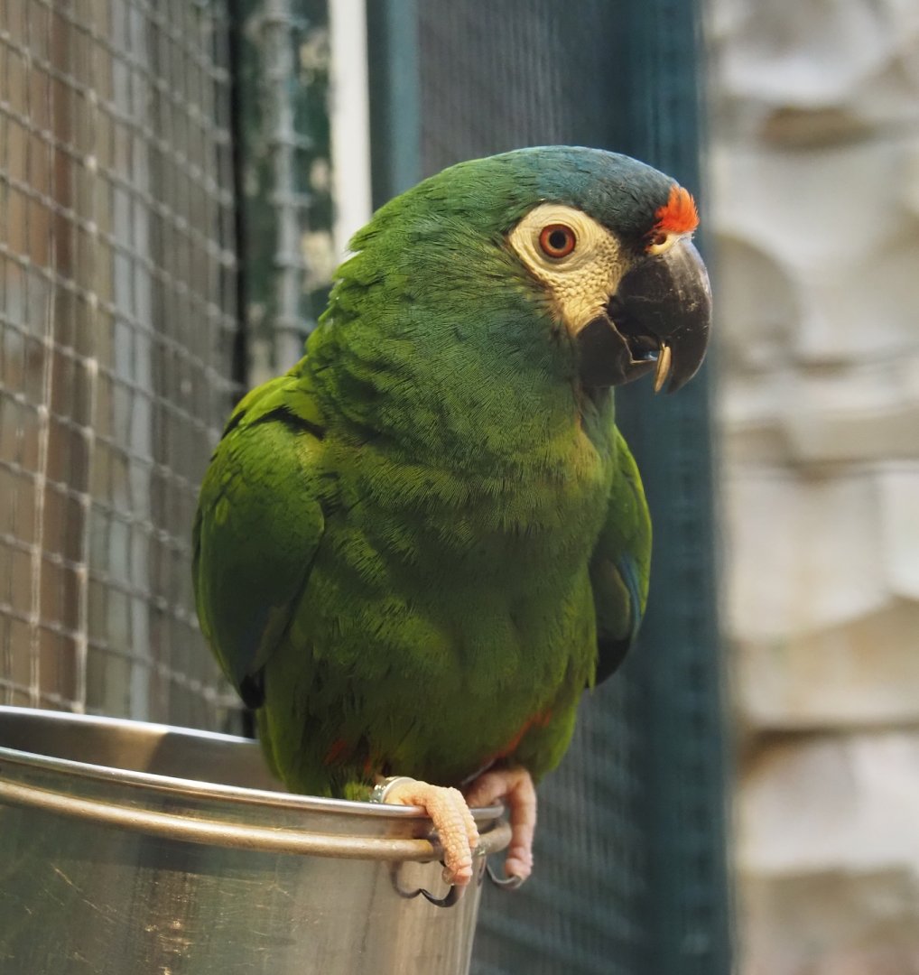 Illiger's macaw (Primolius maracana), 2024-05-22