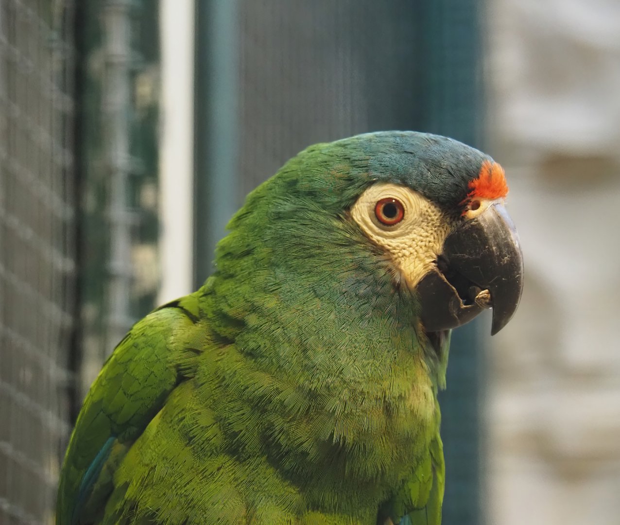 Illiger's macaw (Primolius maracana), 2024-05-22