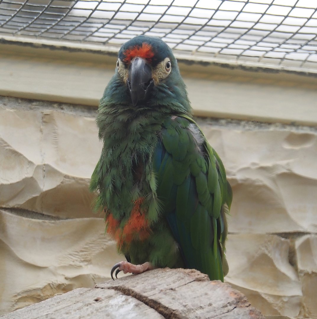 Illiger's macaw (Primolius maracana), 2024-05-23