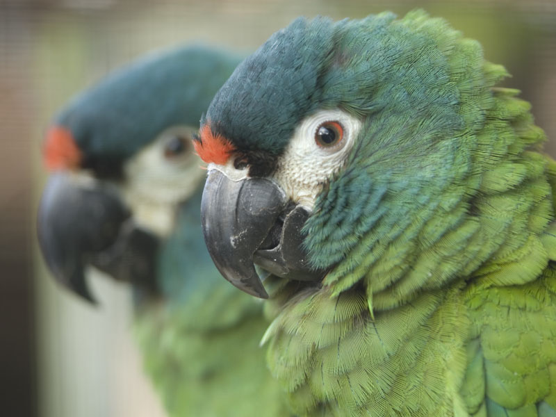 Illiger's Macaw