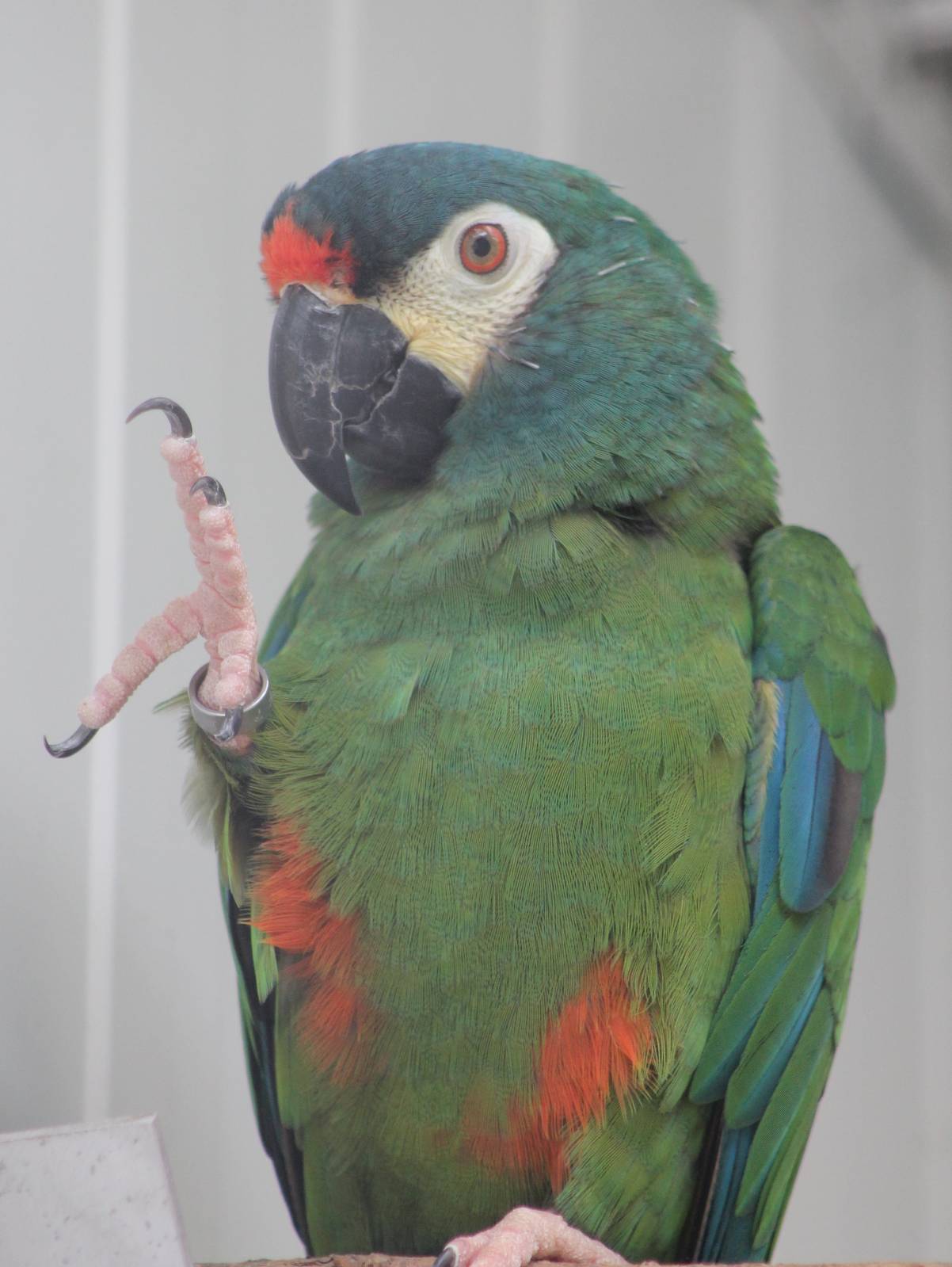 Illiger's macaw