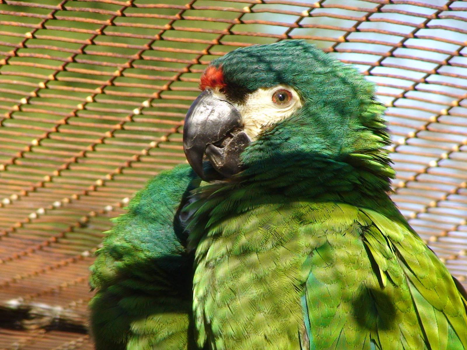 Illiger's macaw