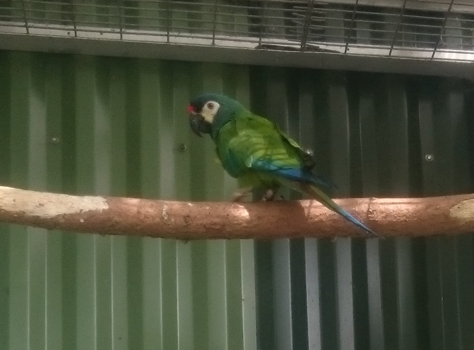 Illiger's macaw