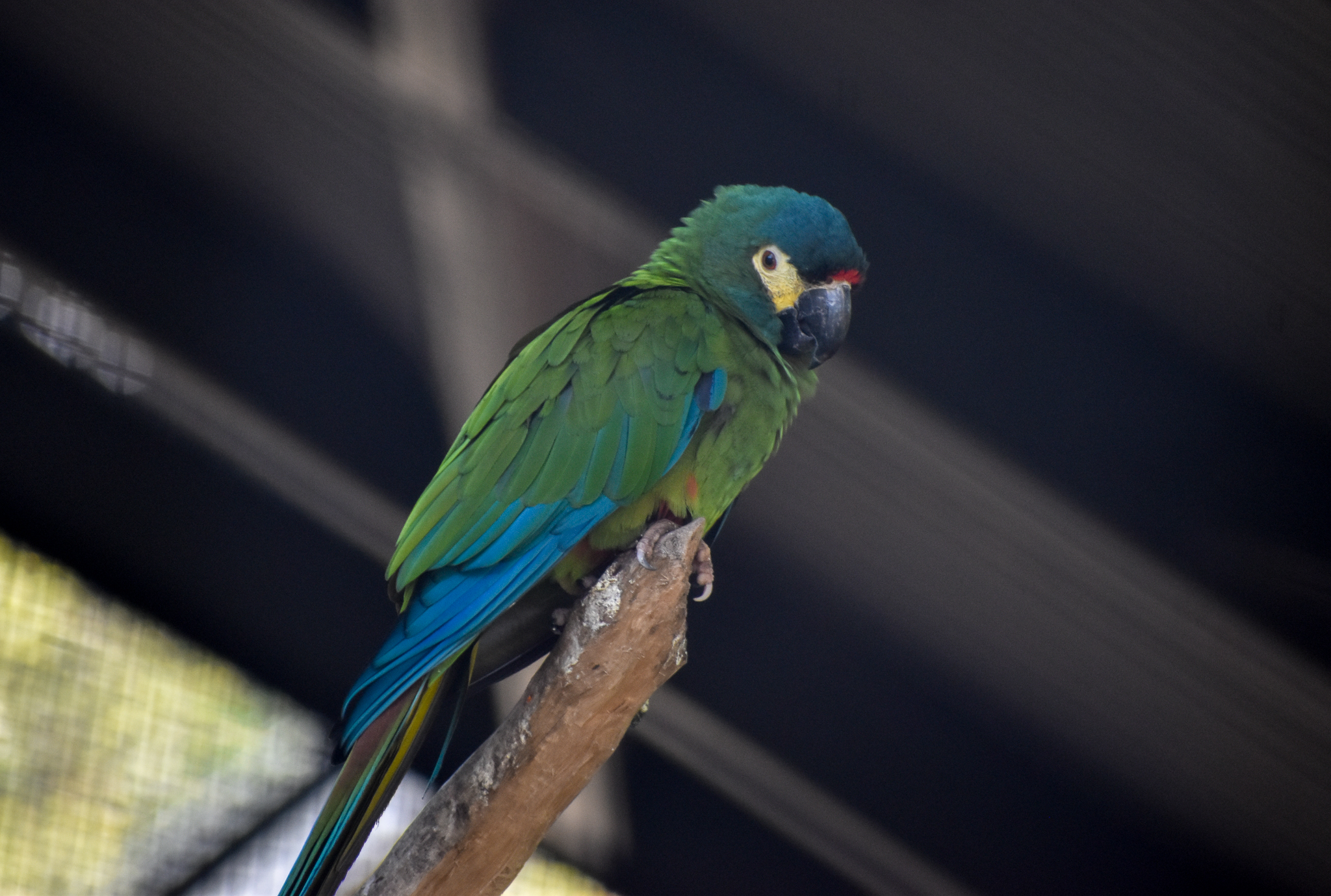 Illiger's Macaw