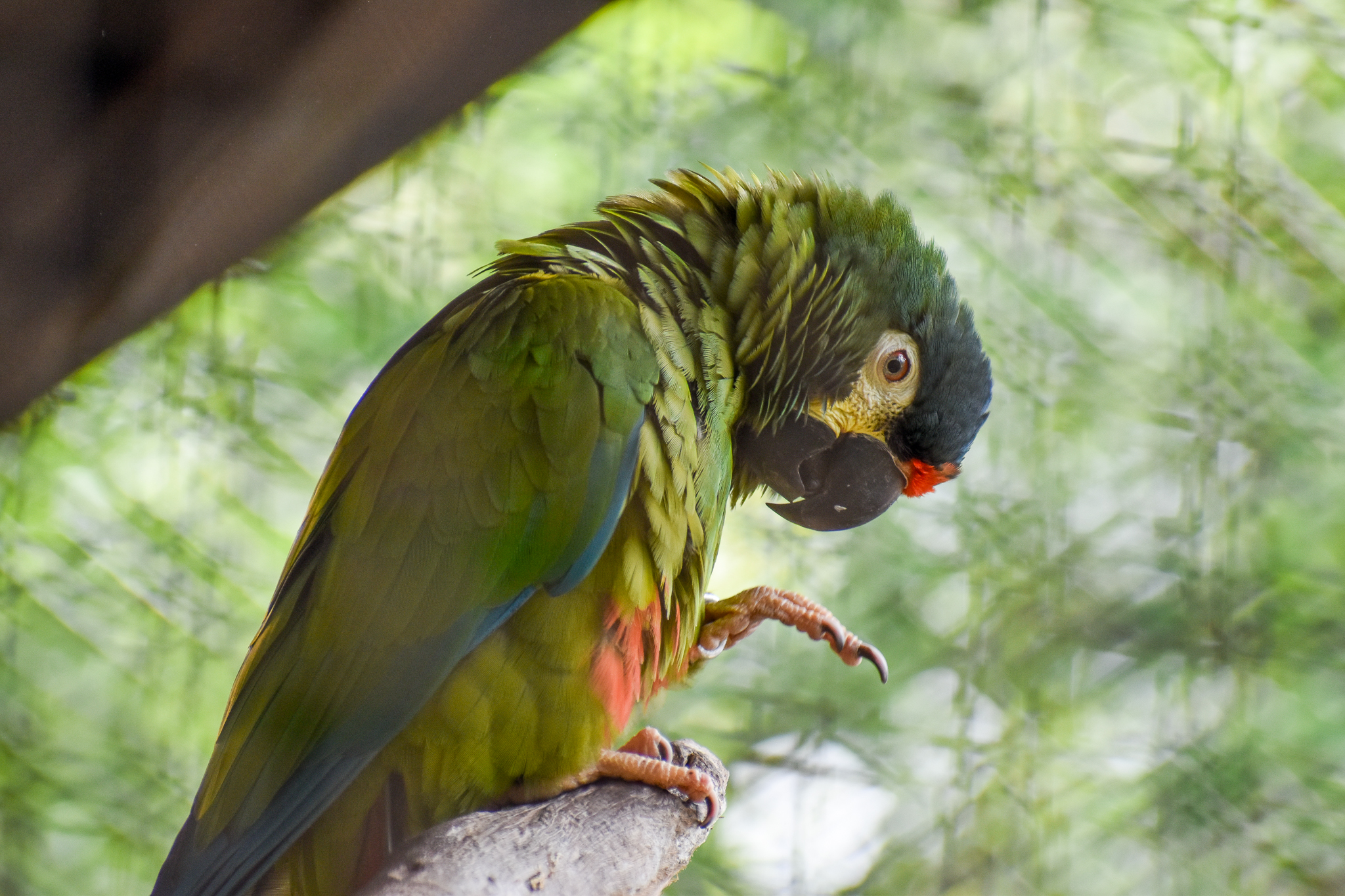 Illiger's Macaw