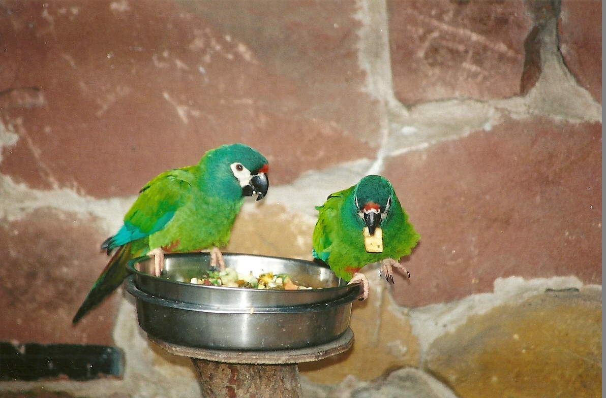 Illiger's Macaws, 29th April 2008
