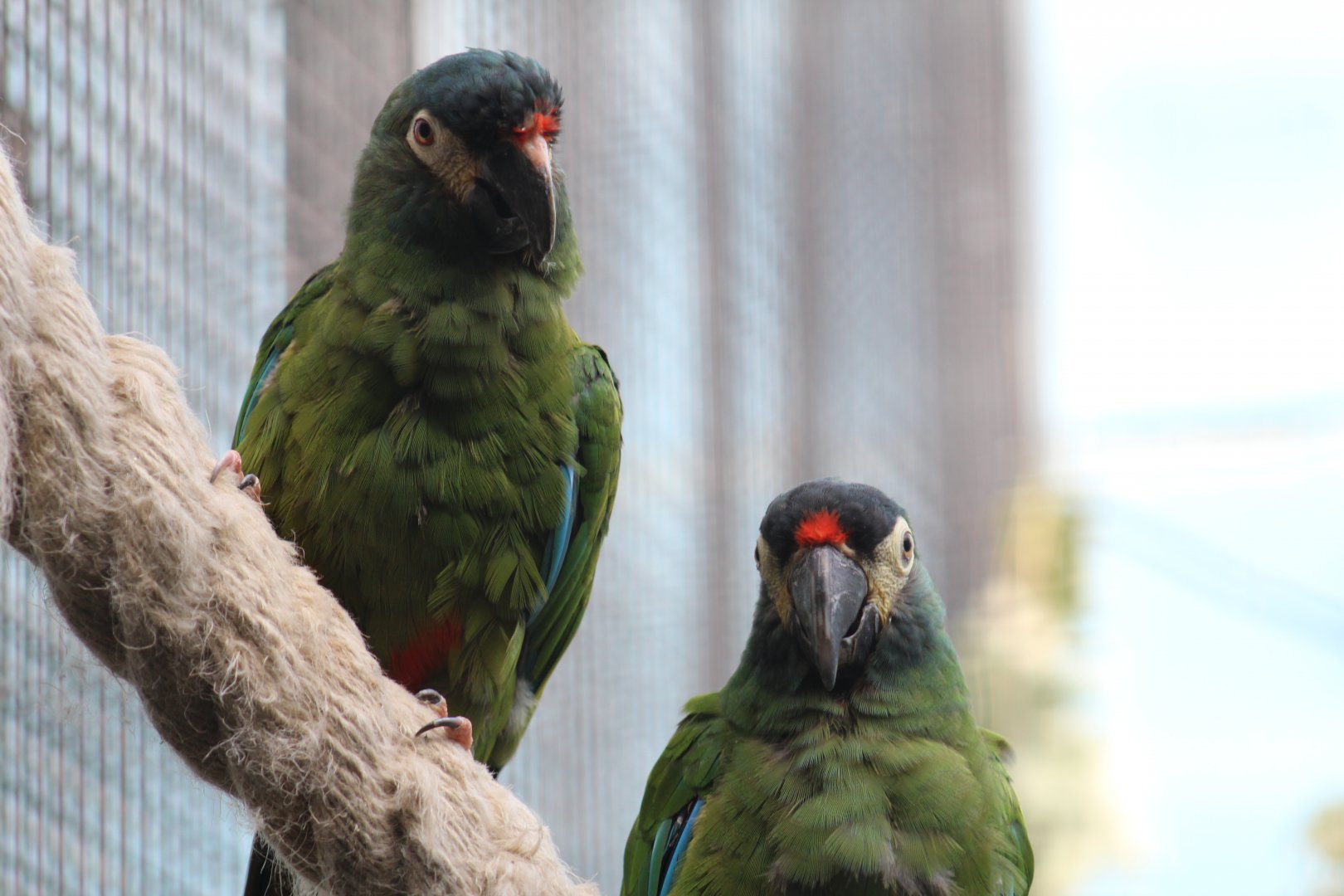 Illiger's Macaws