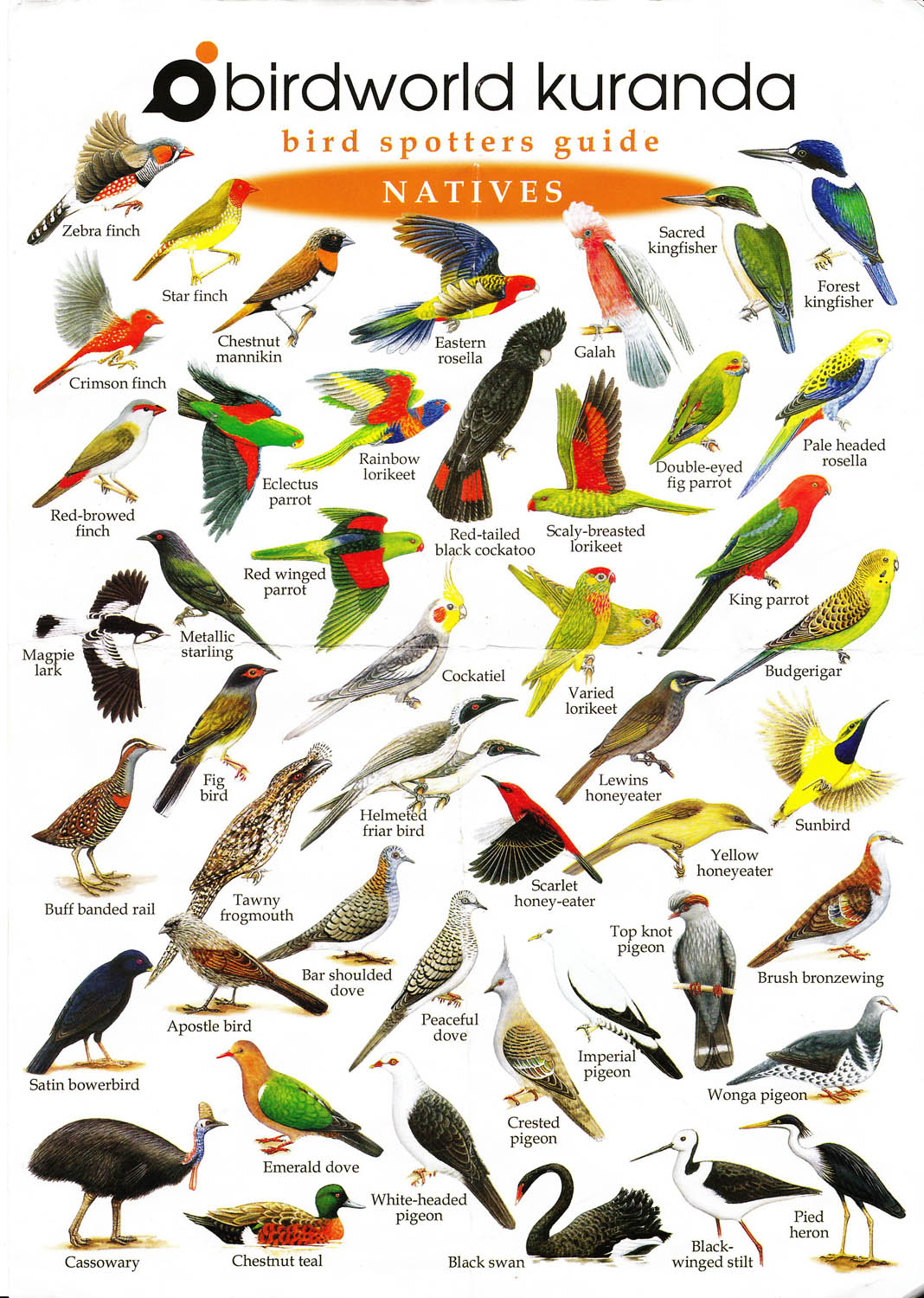 Illustrated Birdlist - Natives