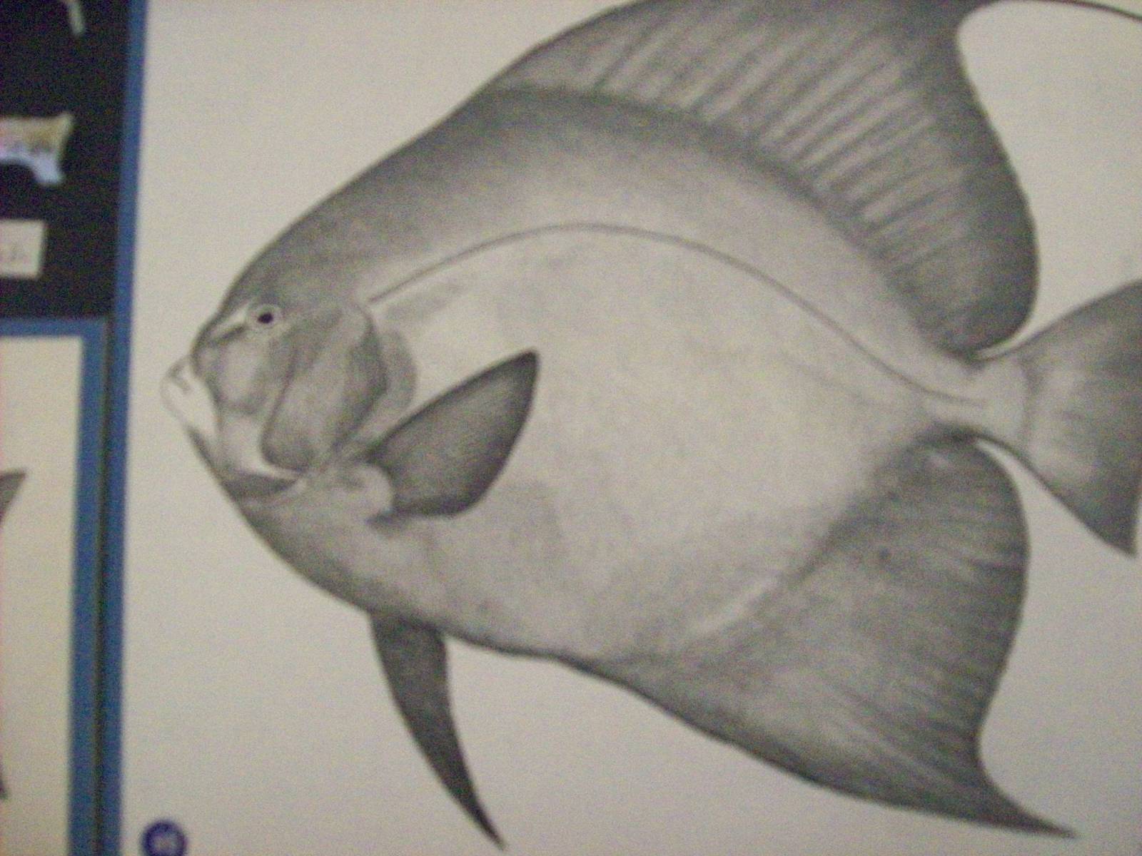 Illustration By guy harvey (aberdeen zoology museum)