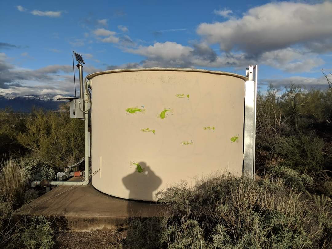 Illustrations of Desert pupfish (Cyprinodon macularius) on a water tank