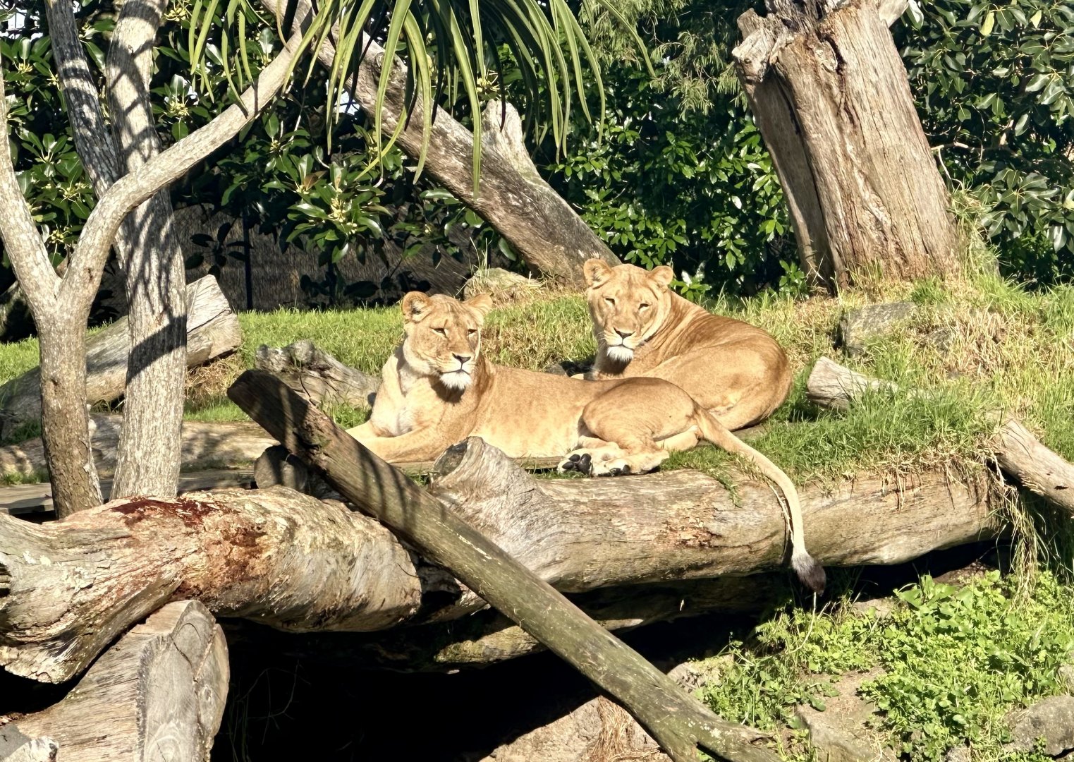 Ilola and Kibibi (Lionesses)