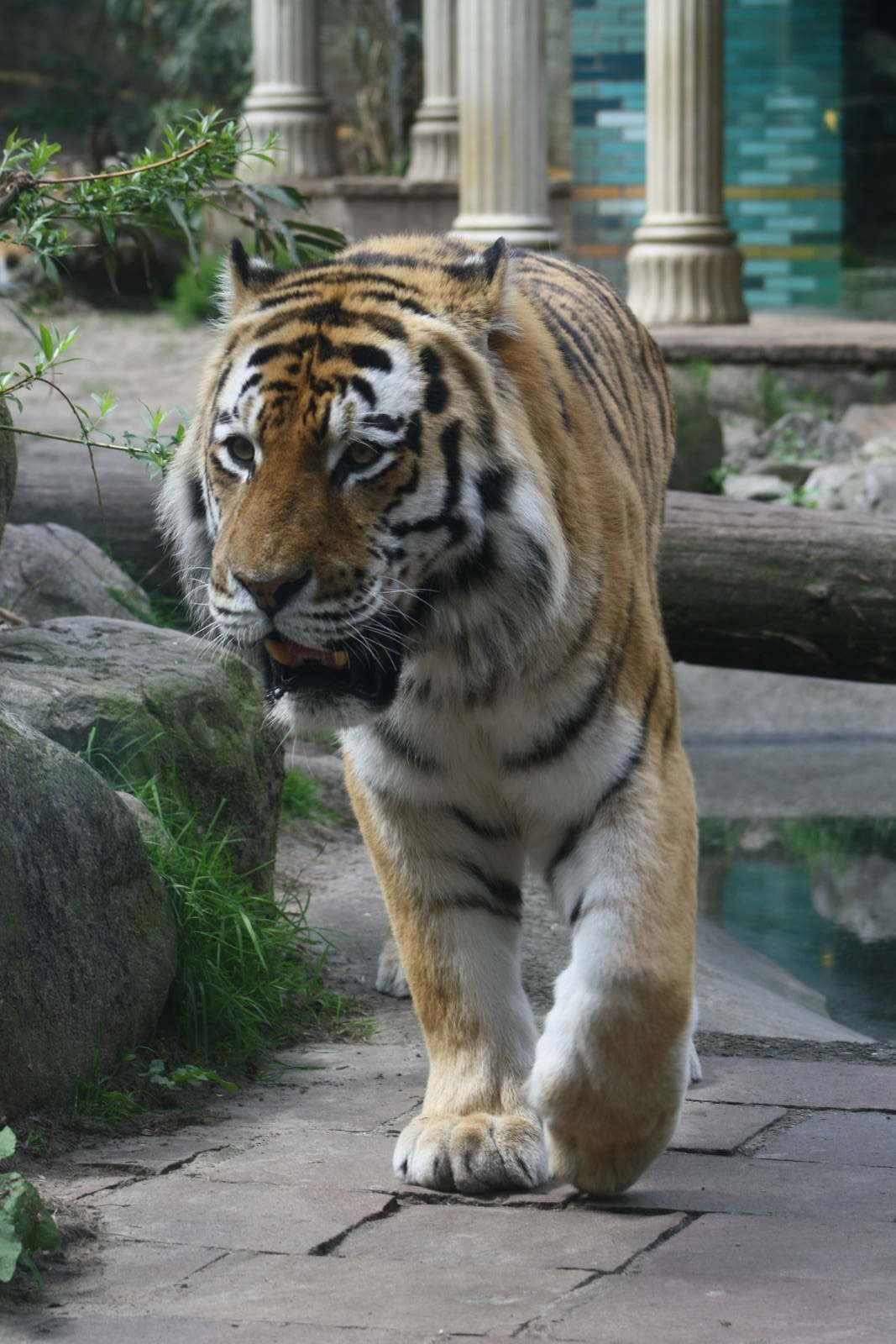 Ilya, male Siberian Tiger