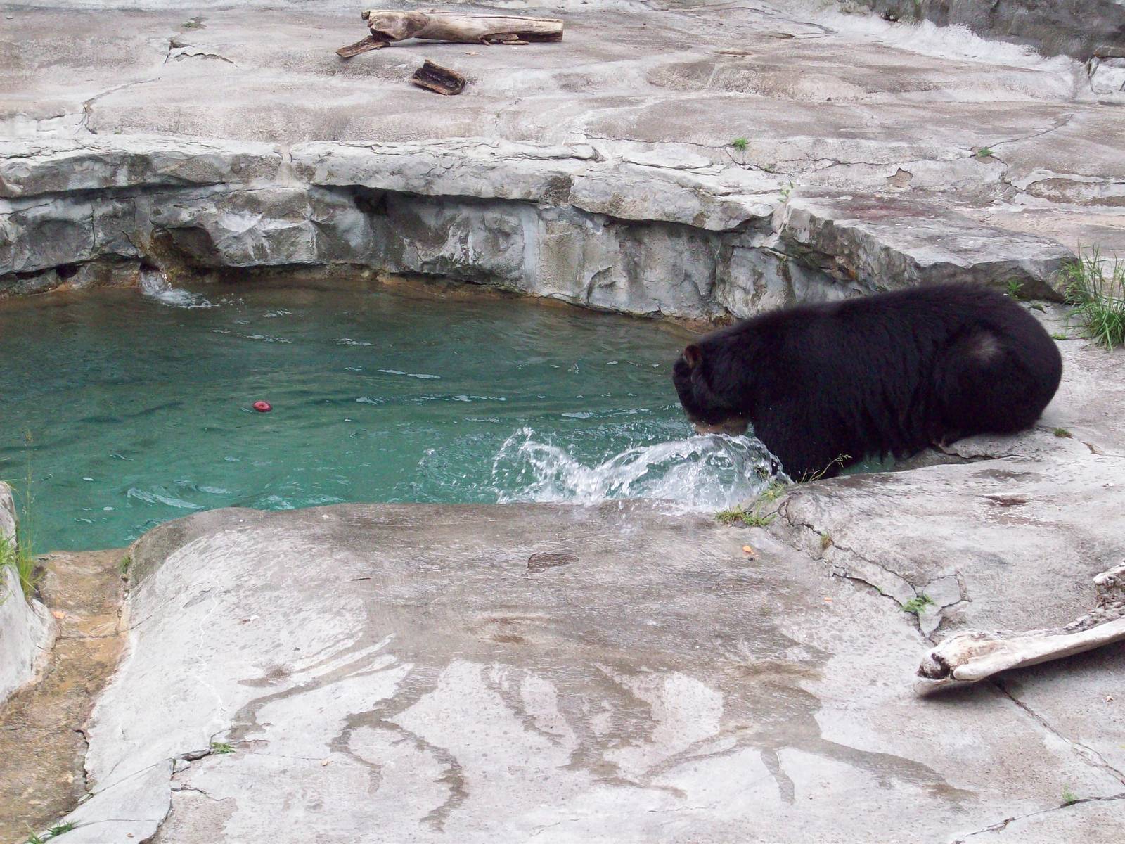 I'm going to get that apple!