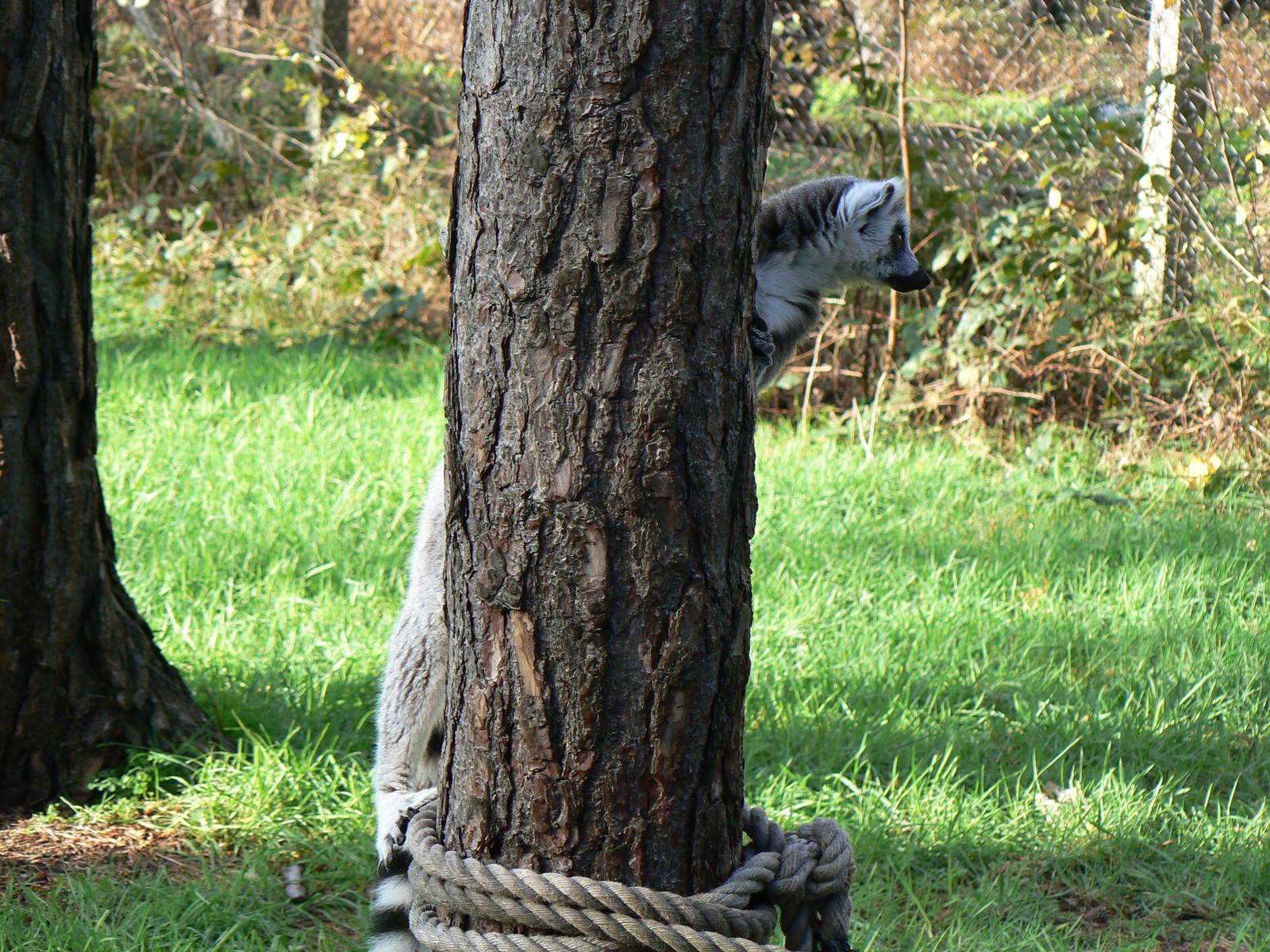 'I'm just a tree....' - 22 November 2015