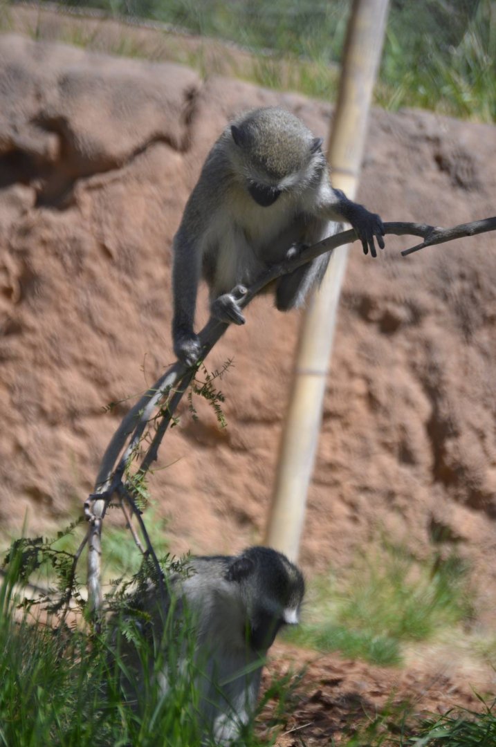 "I'm not touching you! Not touching you!" Chlorocebus pygerythrus