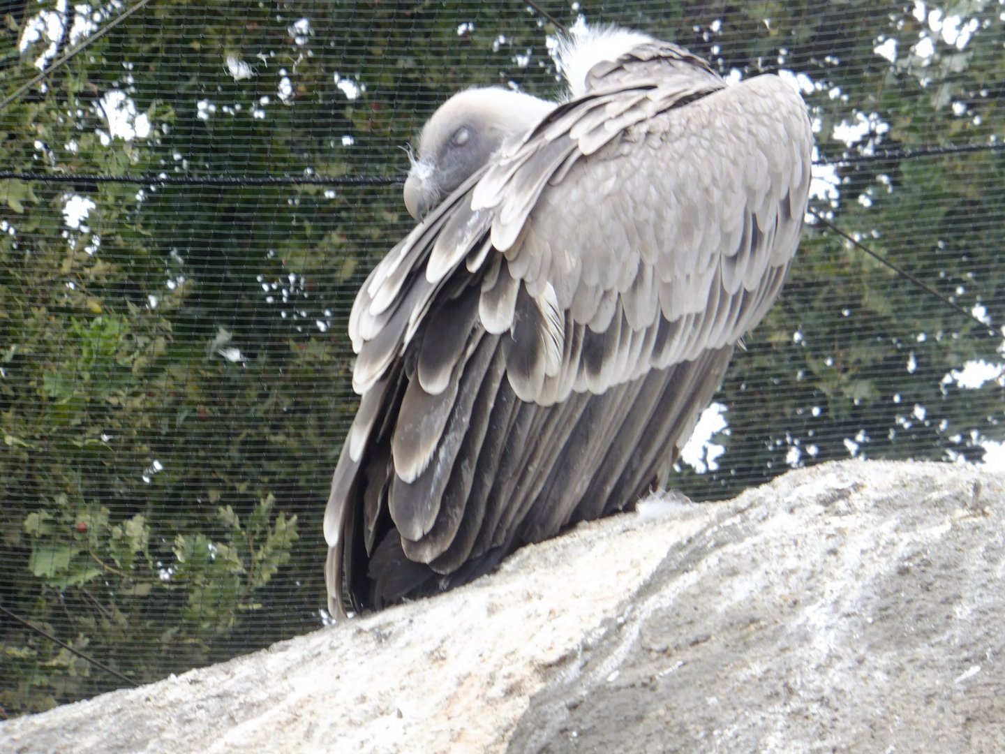 I'm so sleepy... (Griffon vulture)