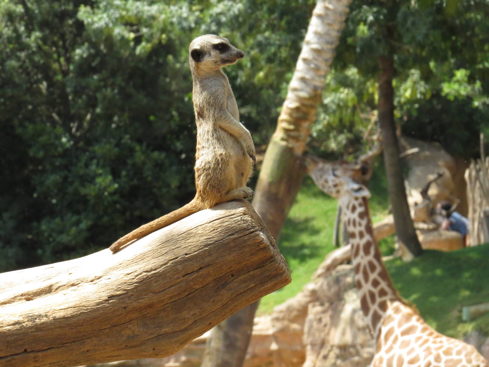 I'm taller than you, June 2015