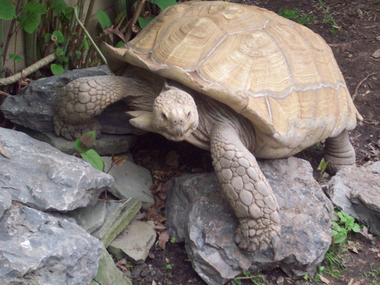 I'm the king of this rock!