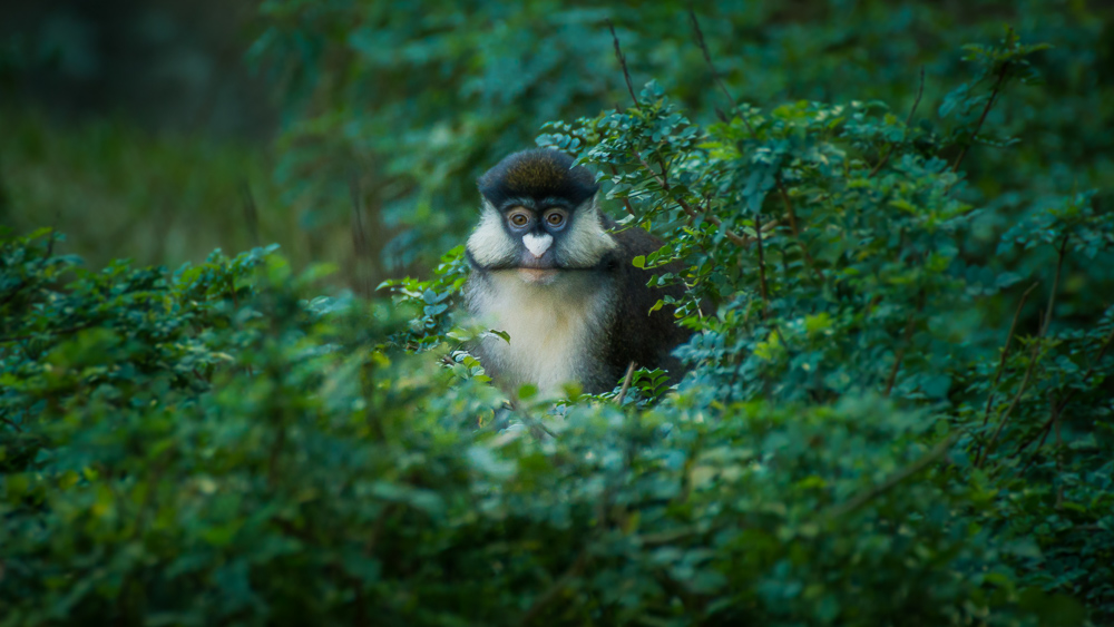 I'm the man who loves you