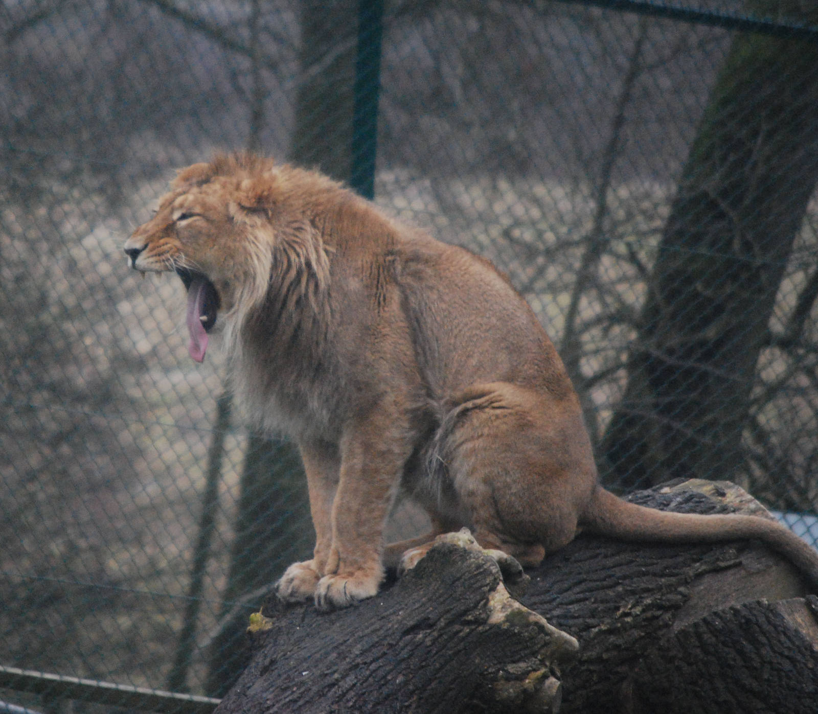 I'M TIRED OF WAITING