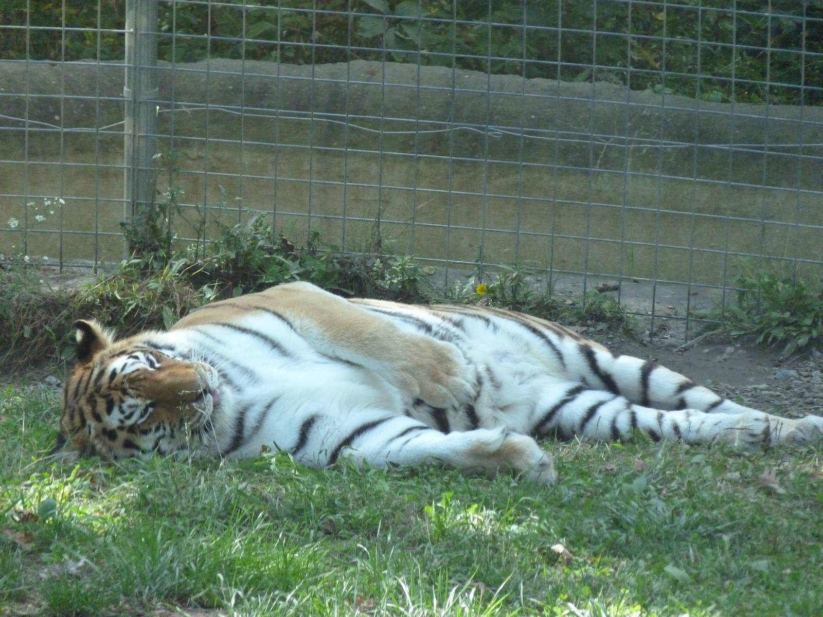 I'm waiting for you Toma...