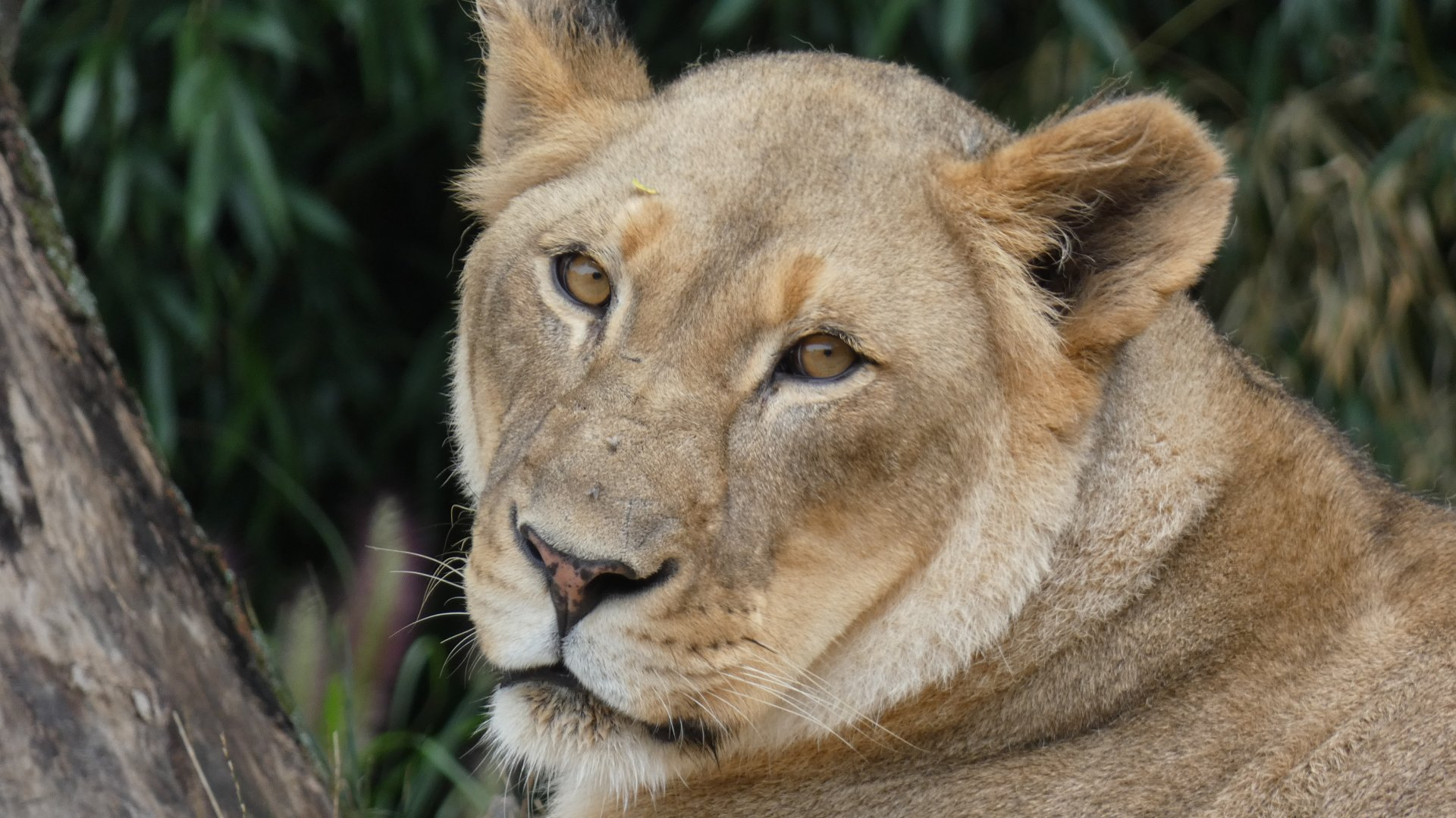 Imani, Lioness, Africa - Aug. 2021