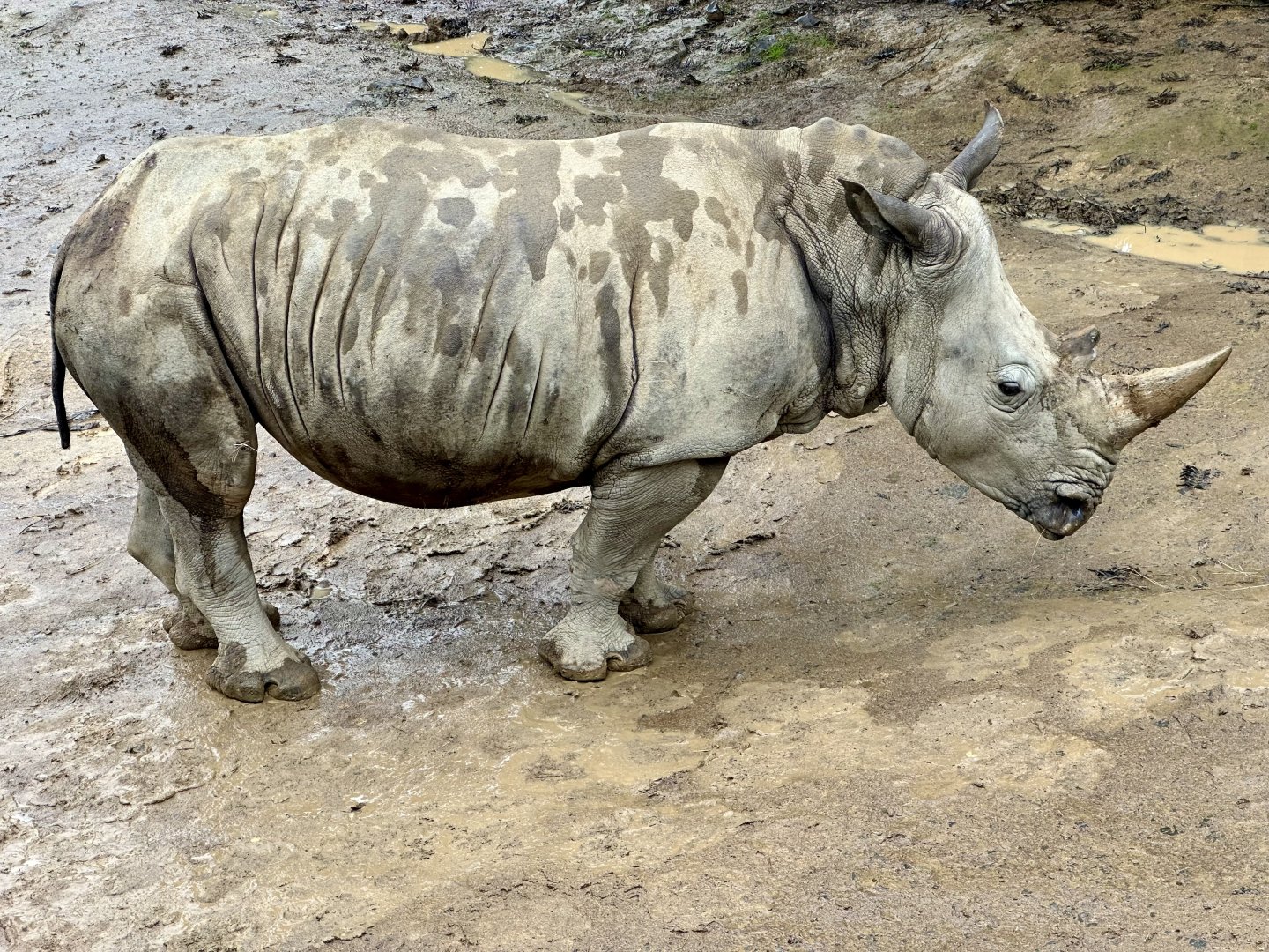 Imani (Southern white rhinoceros)