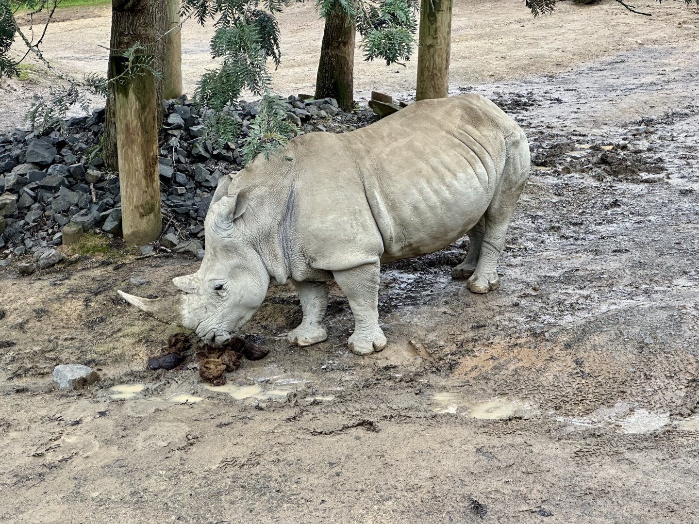 Imani (Southern White Rhinoceros)