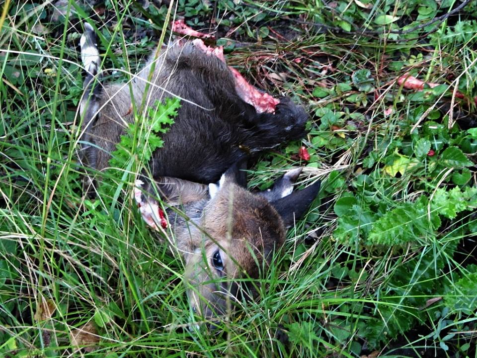Imbabala Calf Carcass