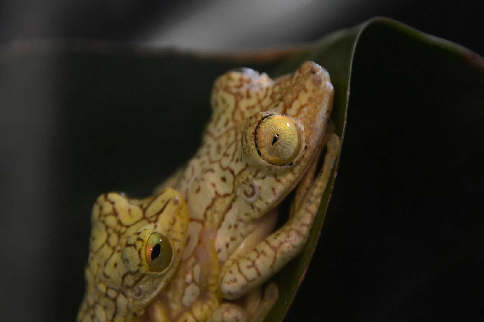 Imbabura tree frog (Boana picturata)