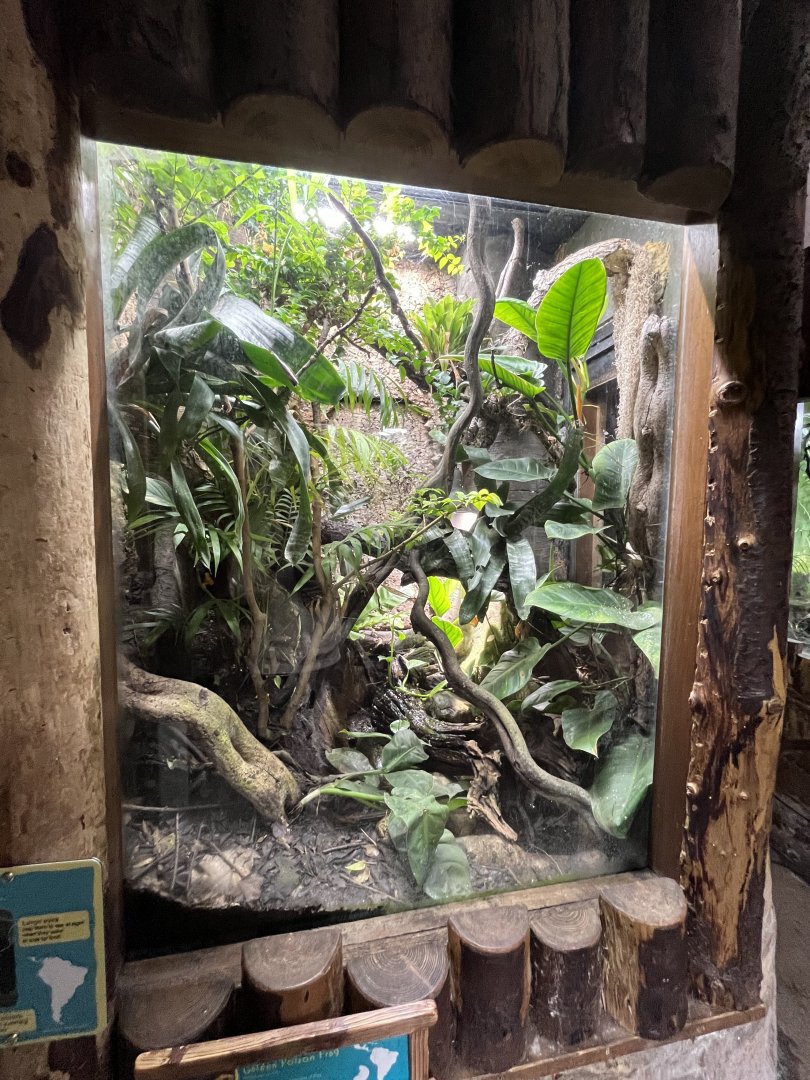 Imbaburra tree frog and golden poison dart frog terrarium 29.6.24