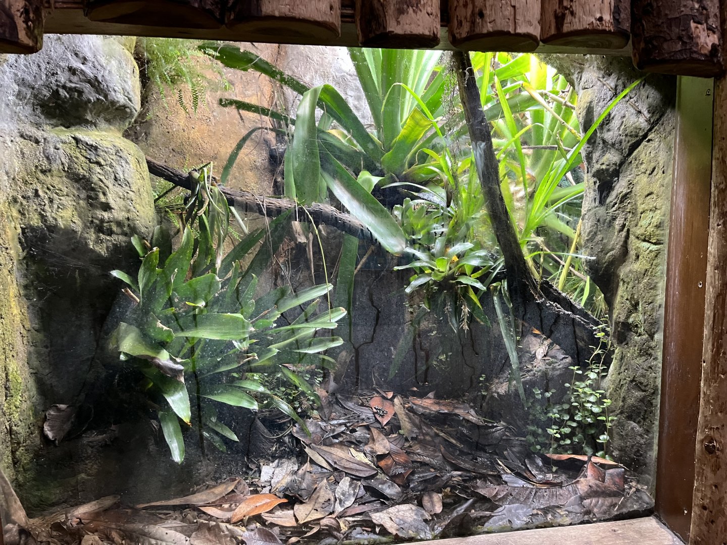 Imbaburra tree frog and golden poison dart frog terrarium 29.6.24