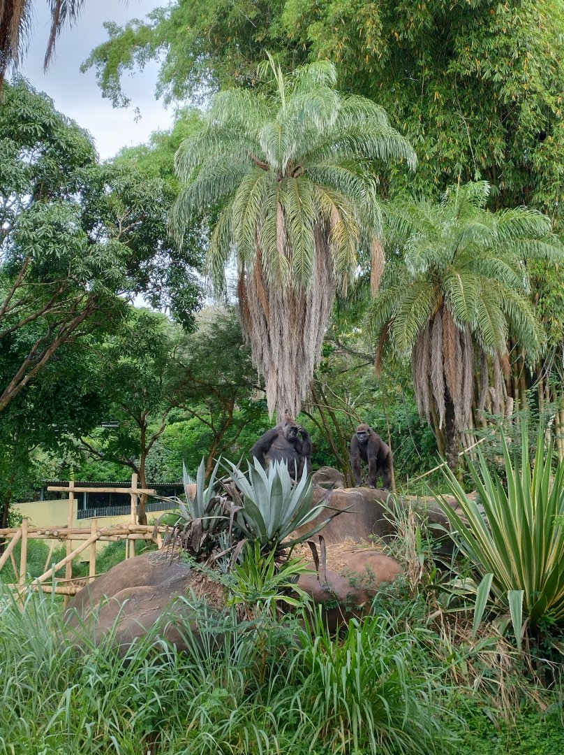Imbi and Anaya - Belo Horizonte zoo