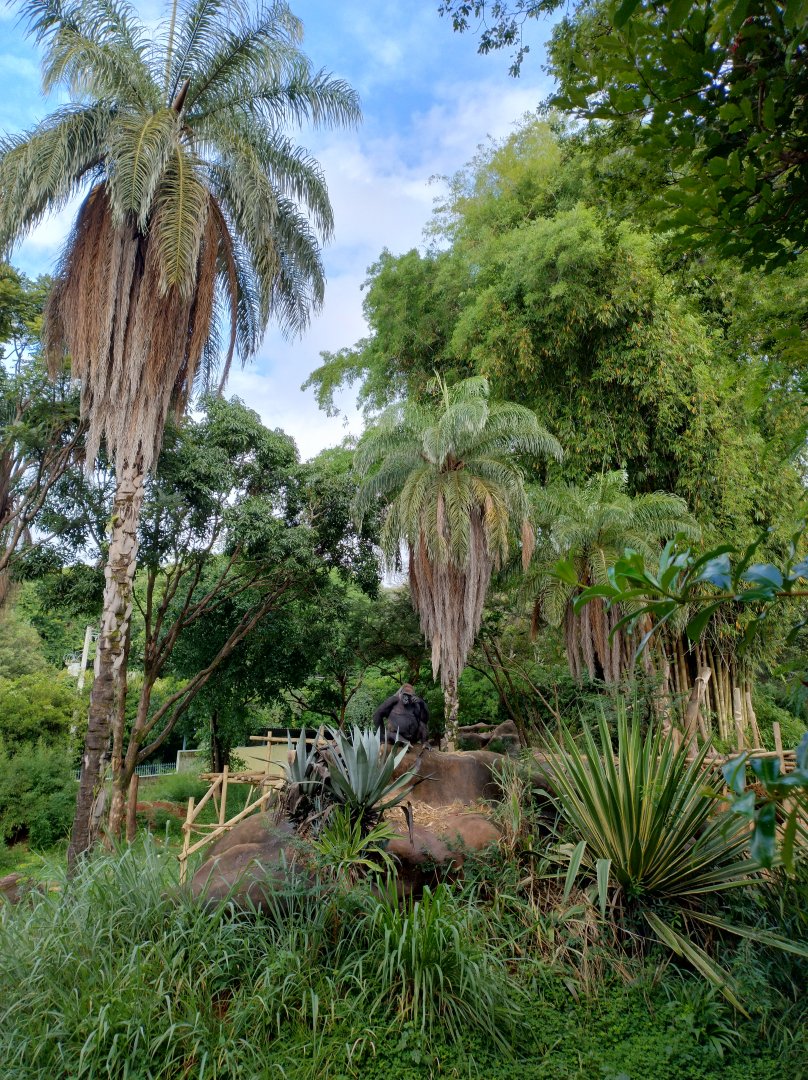 Imbi and the landscape - Belo Horizonte zoo