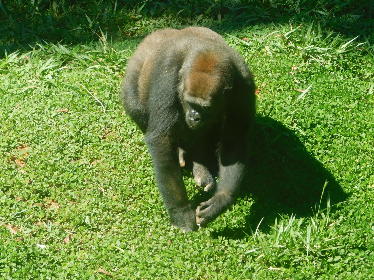 "Imbi", lowland gorilla, Belo Horizonte zoo