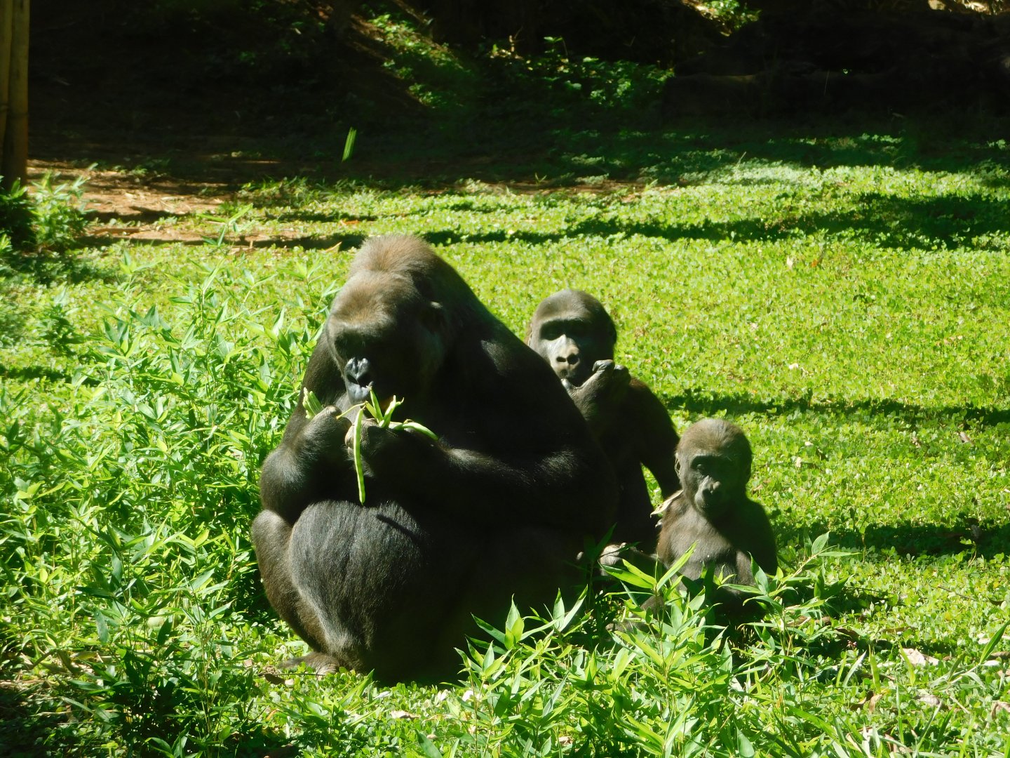 "Imbi" with her babies "Jahari" and "Ayô" - Belo Horizonte zoo