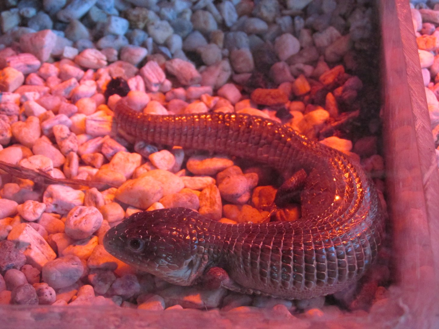 Imbricate Alligator lizard Los Coyotes Zpp