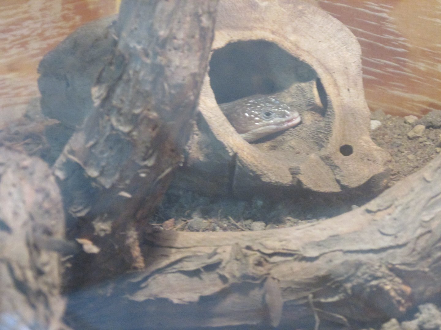 imbricate alligator lizard