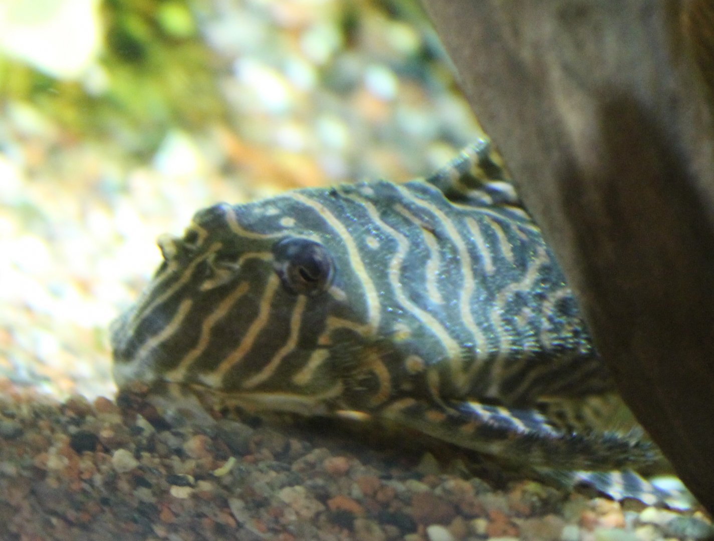 IMG 2732 Yellow King Tiger Catfish