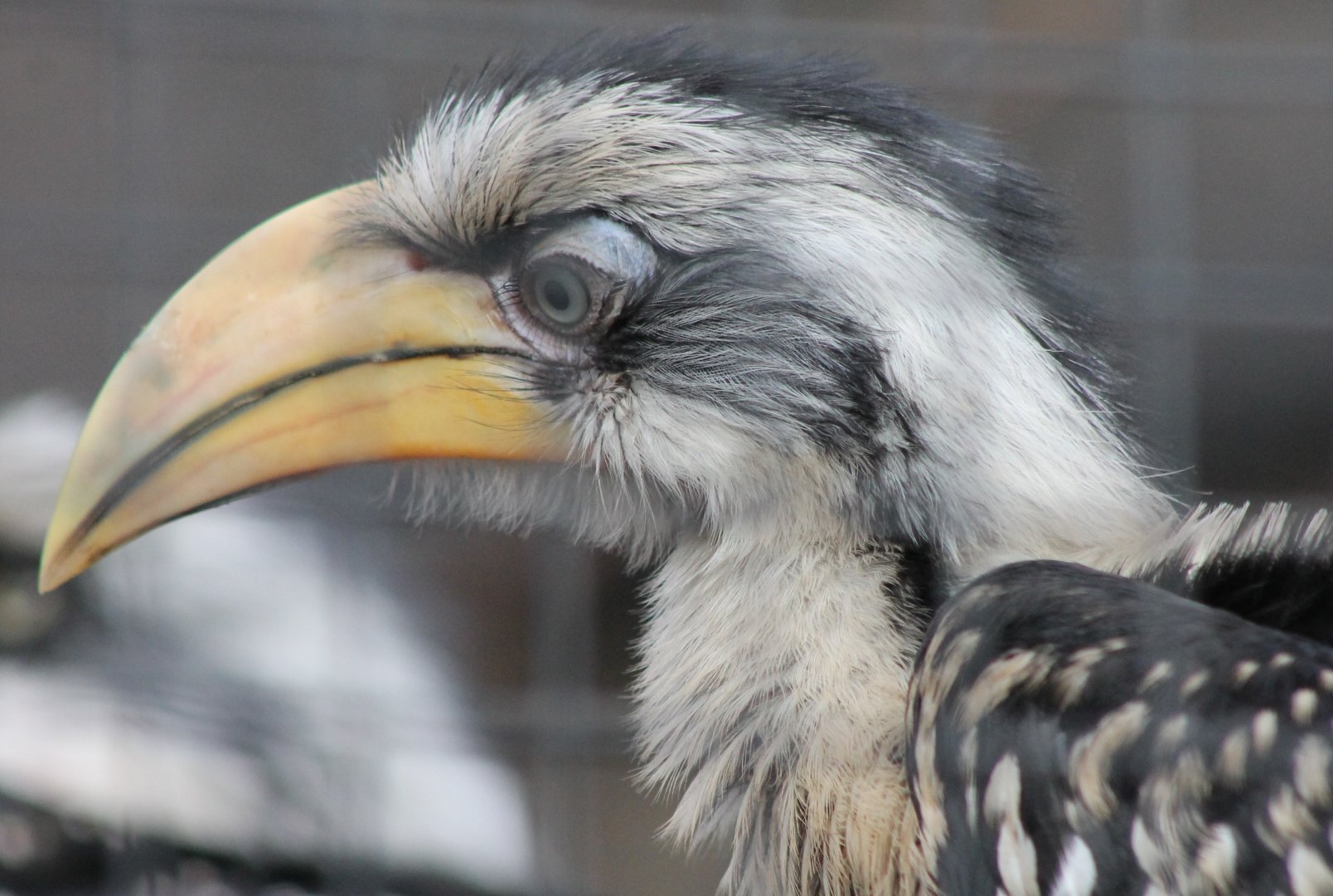 IMG_0329 Young Eastern yellow-billed hornbill