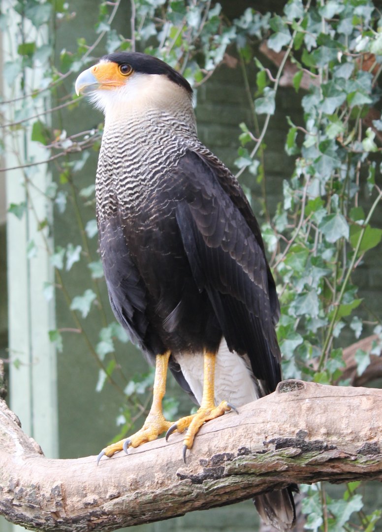 IMG_0778 Crested Caracara