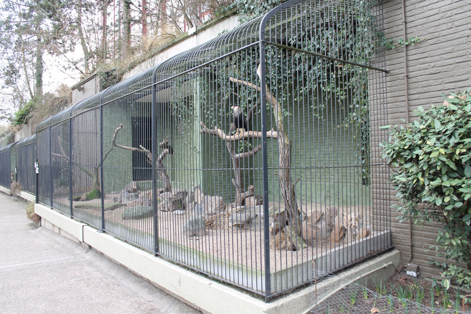 IMG_0779 Aviary Crested Caracara