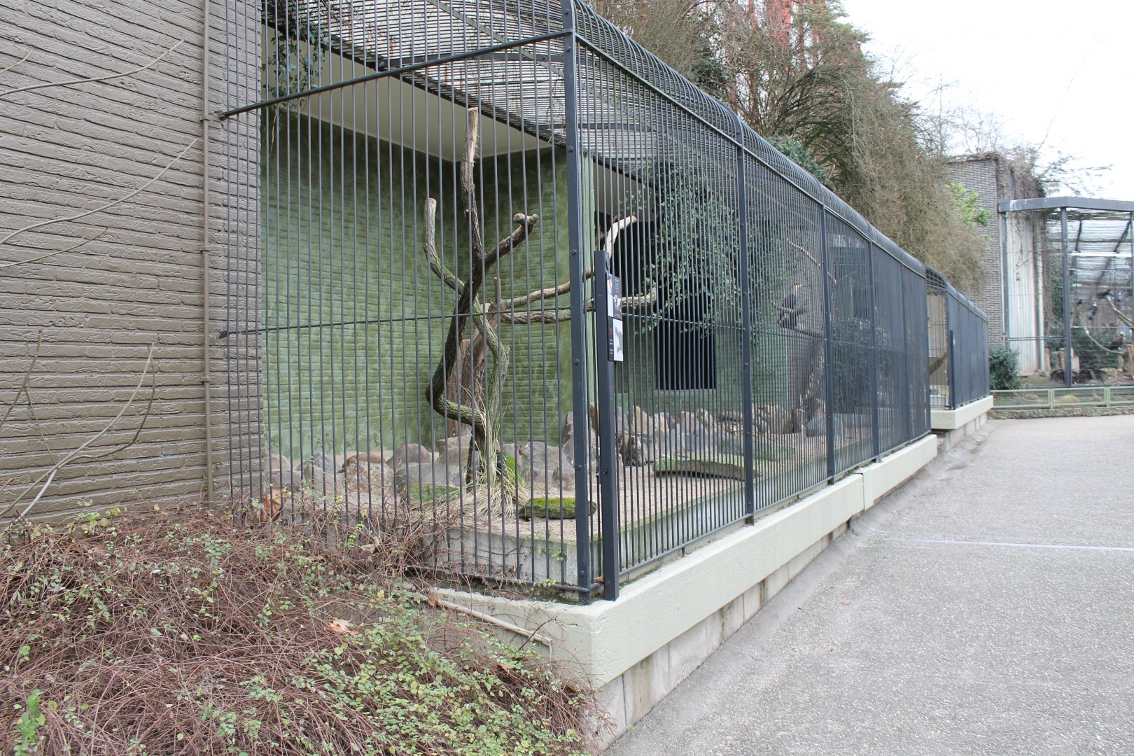 IMG_0780 Aviary Crested Caracara